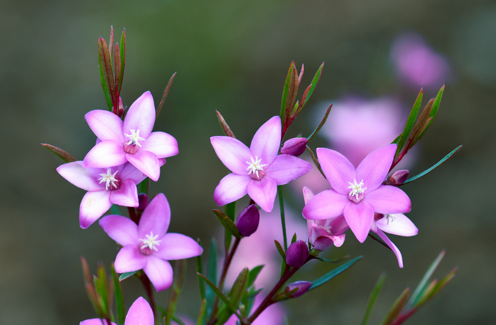 Image-3-Crowea-Wildflowers-can-be-Found-in-Pearl-Beach Image-3-Crowea-Wildflowers-can-be-Found-in-Pearl-Beach
